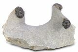 Three Nicely Presented Gerastos Trilobite Fossils - Morocco #383226-1